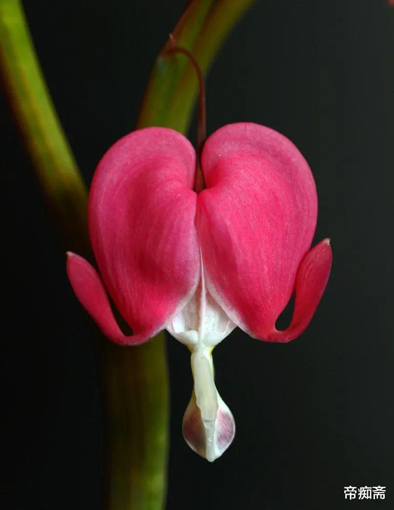 帝痴斋 洛阳牡丹花国色