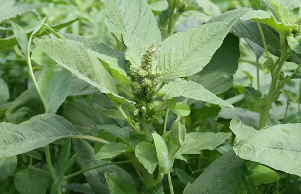 痔疮|5种易吃出结石的蔬菜，草酸一个比一个高，现在知道还不晚！