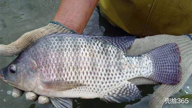 罗非鱼|广东一男子在鉴江里野钓,意外收获大型罗非鱼,钓友纷纷质疑来源