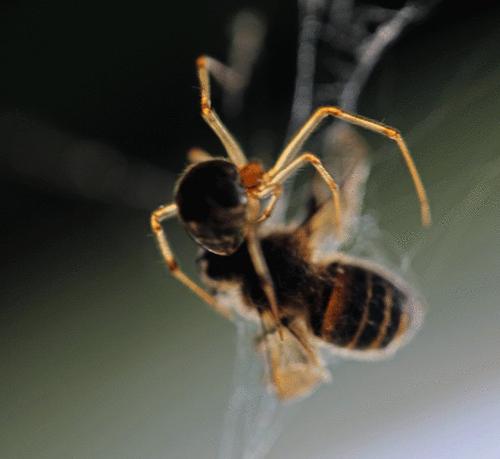 蜘蛛 喜洋洋动物搞笑蜘蛛和蜜蜂