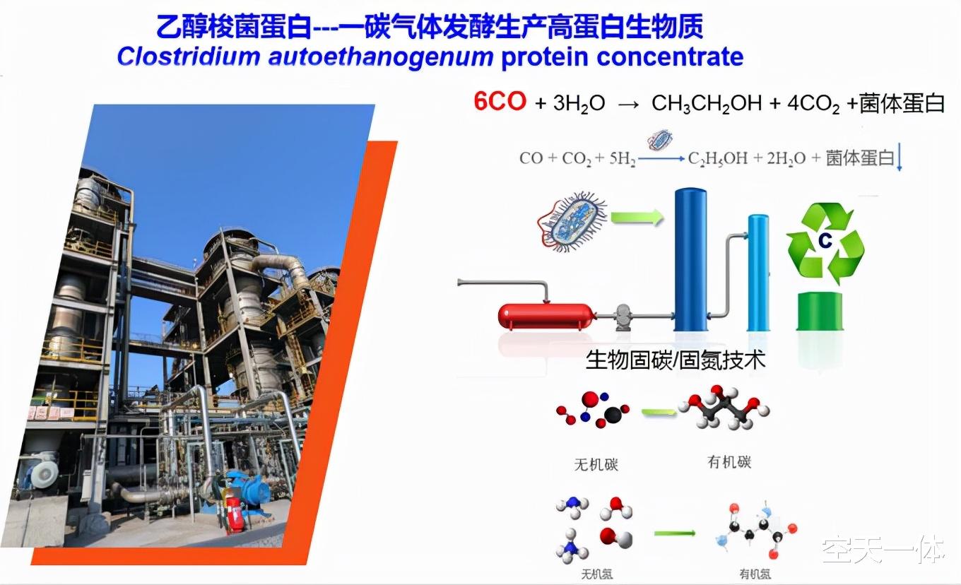 又双叒叕来?继二氧化碳人工合成淀粉后,一氧化碳也能变蛋白质?
