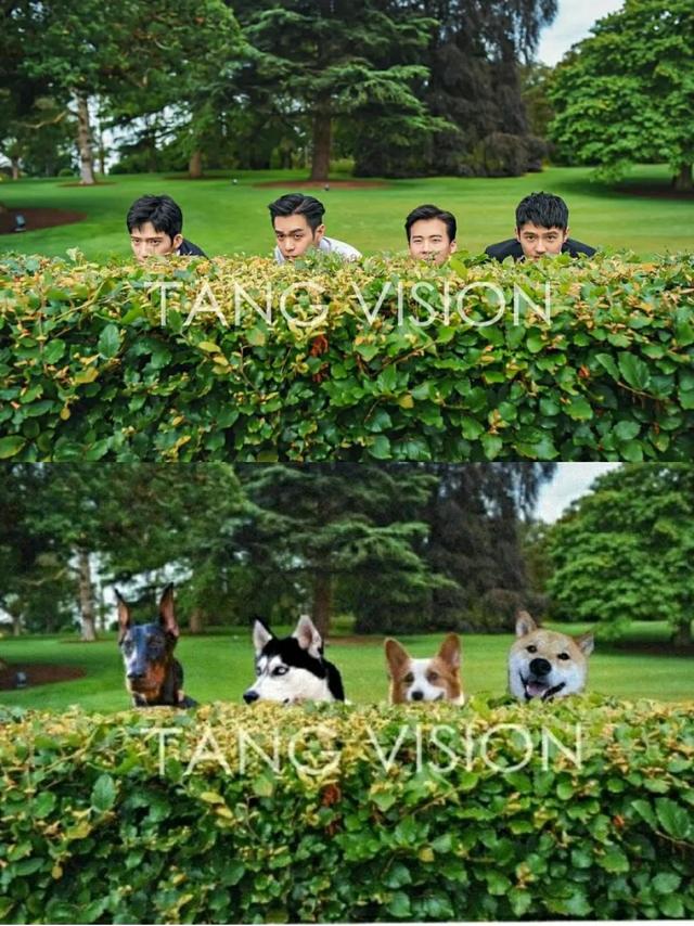 张韶涵|柯基难道代表郭麒麟？这两张照片戳中了我的笑点