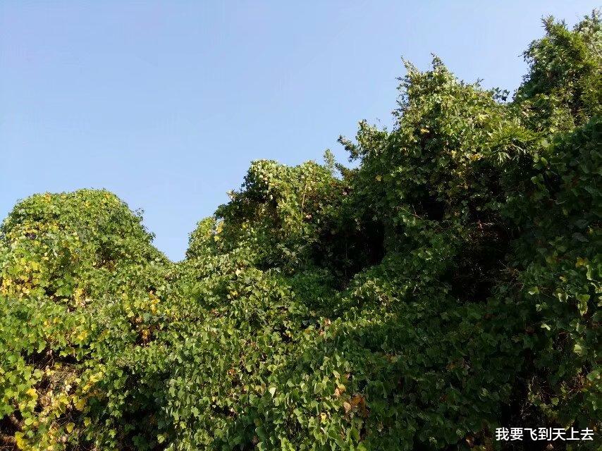  书生娶了一个陌生女子，新婚之夜，陌生女子露出了狐狸尾巴