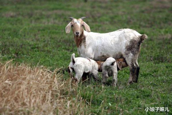 皮裙|羊羊羊：五月职场上或许会有人事变动、调整工作或是部分的情况！