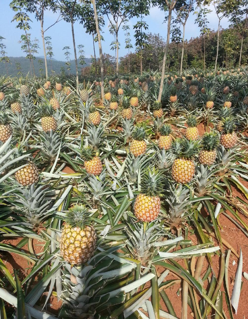 顾小温馨|高血糖能吃什么水果？西瓜也是可以吃的，控量很重要！