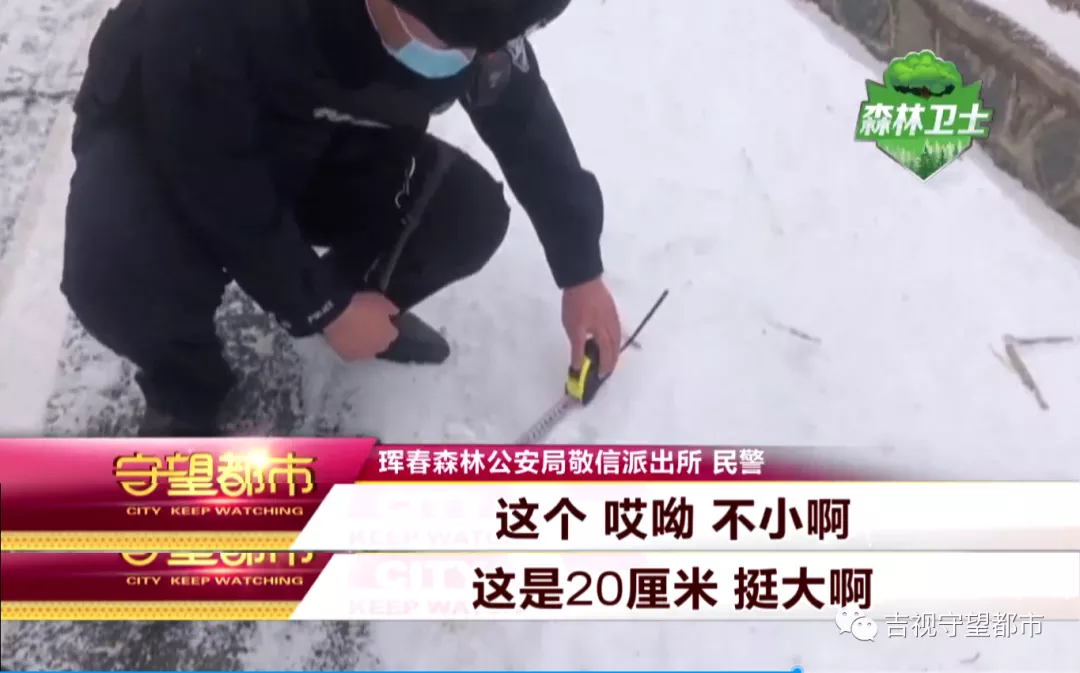 半岛晨报 这次路遇的是东北......豹！