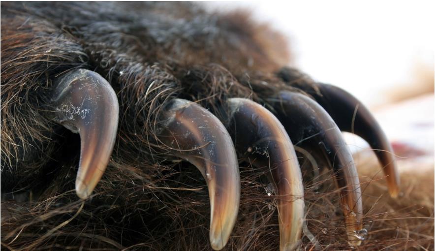 棕熊 “东北虎”与“棕熊”进行1对1对决，谁会更具优势？你看好谁呢