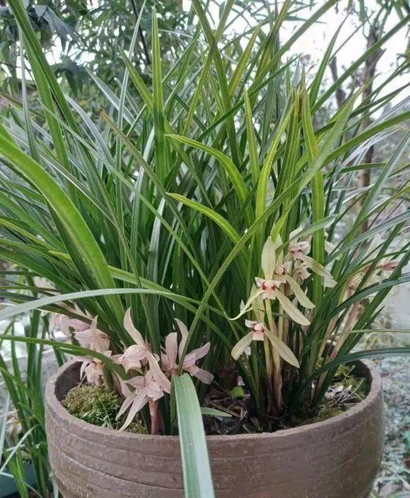 向阳园艺 有没有那种高档好养的花？兰花高端大气，放在阳台上就能养活