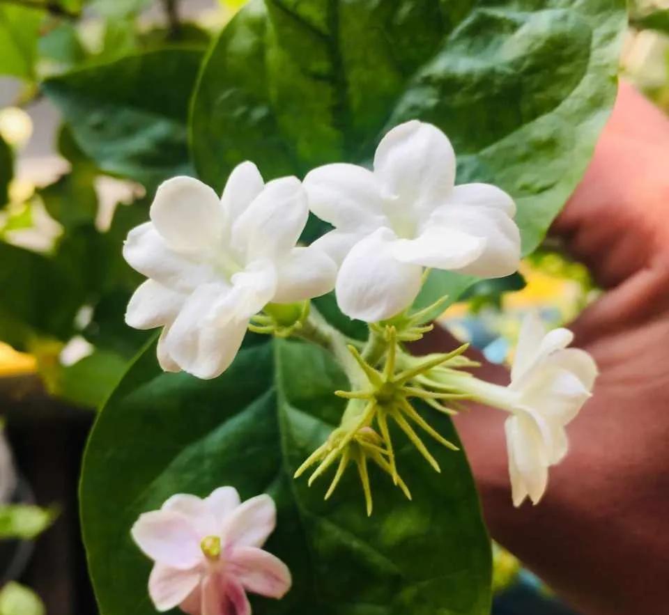 这些香喷喷的漂亮花,室内放两盆,满屋飘香,让人更舒服!