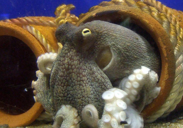 章鱼 章鱼会威胁到人类吗?种种迹象表明:它们的智商已经超乎人类想象