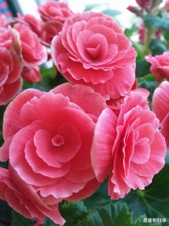 狮子座|3月末，这4个星座事业发展迅速，做出正确选择，成绩会更好！