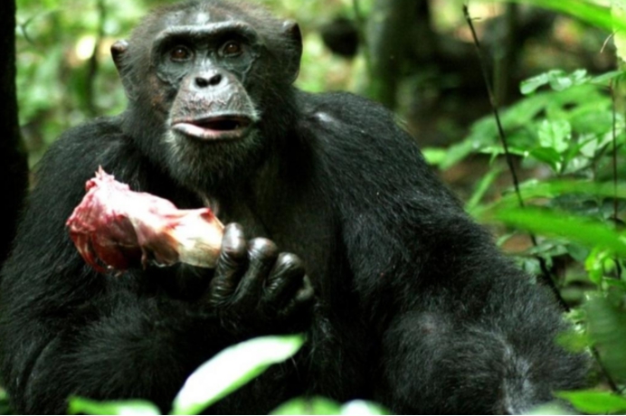 黑猩猩 黑猩猩在进化？一群黑猩猩在密谋攻击大猩猩，其中一只被生吞活剥