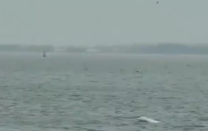 舜網 太罕見！6只粉紅色中華白海豚現身湛江灣，網友：可愛！