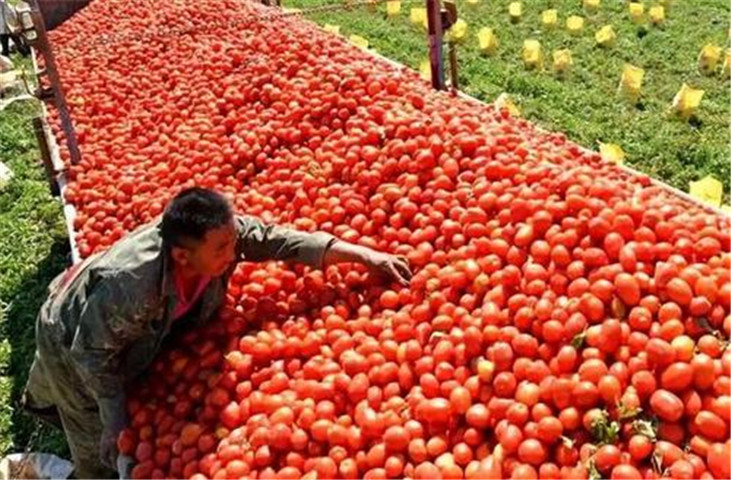 日本采購量全球第十！日企番茄醬巨頭宣佈：停止進口新疆番茄-圖3