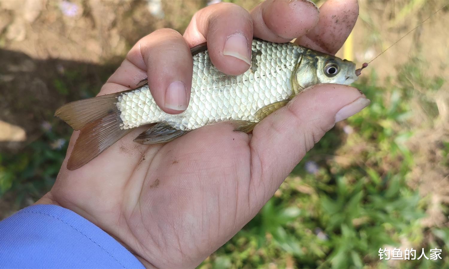 饵料|河沟草洞钓鱼，野钓20多条鲫鱼，熬汤绝对是上等的补品