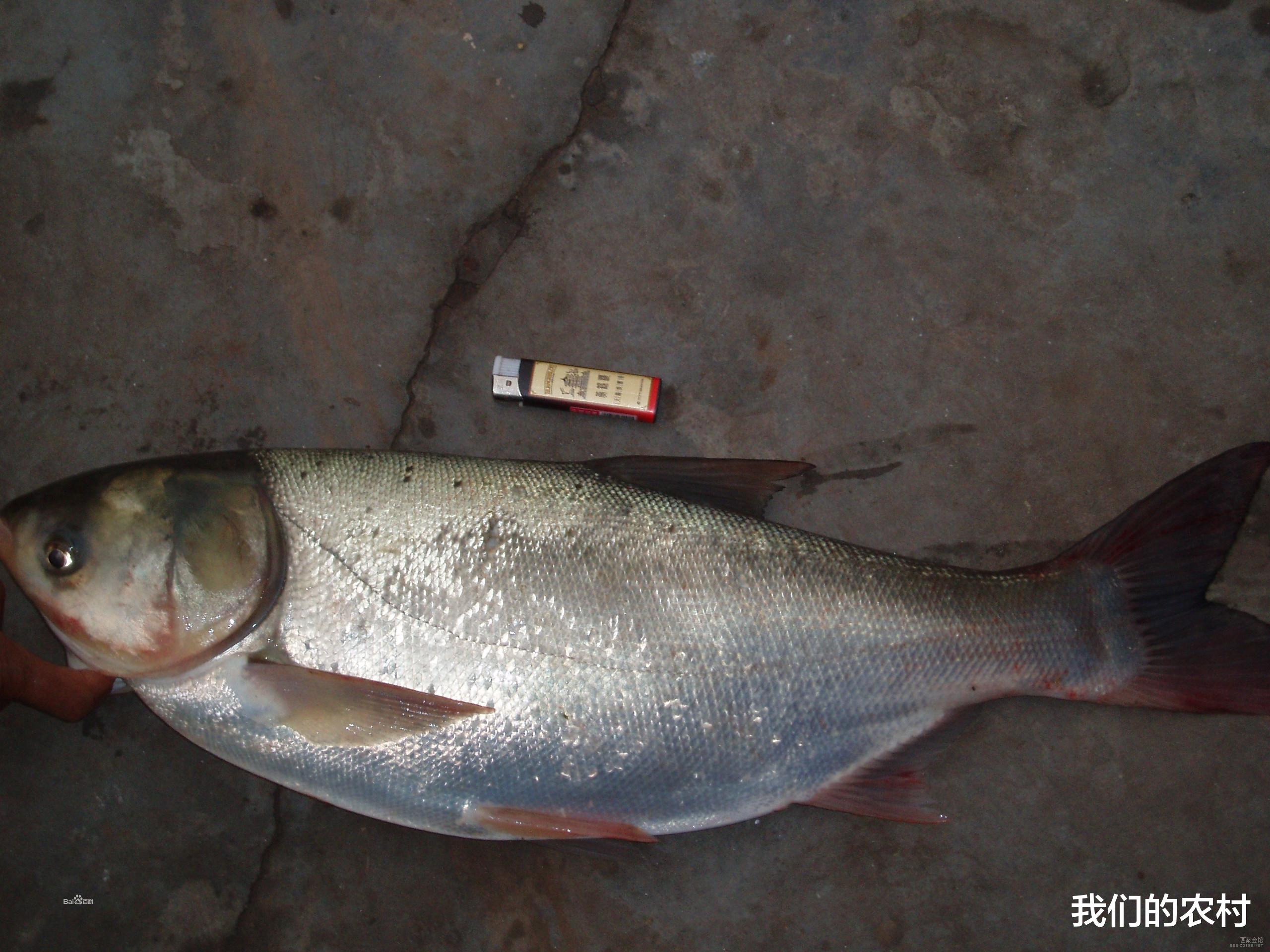 饵料|手竿钓鲢鳙,只要找对鱼层,天气凉了一样拉到你手软