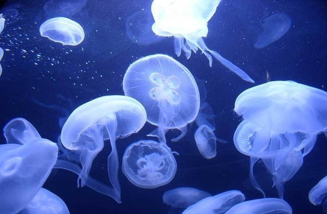 水母 人类遭遇威胁！暴力水母攻击阿拉斯加人和狗 水母为什么攻击人类