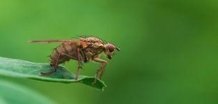 免疫疗法 来自美国的奇怪包裹，里面有7000多只黑腹果蝇，暗藏危机