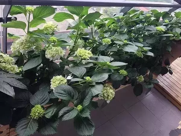 装修设计精选|朋友家阳台花园非常漂亮，我就纳闷，他家不用晒衣服吗？