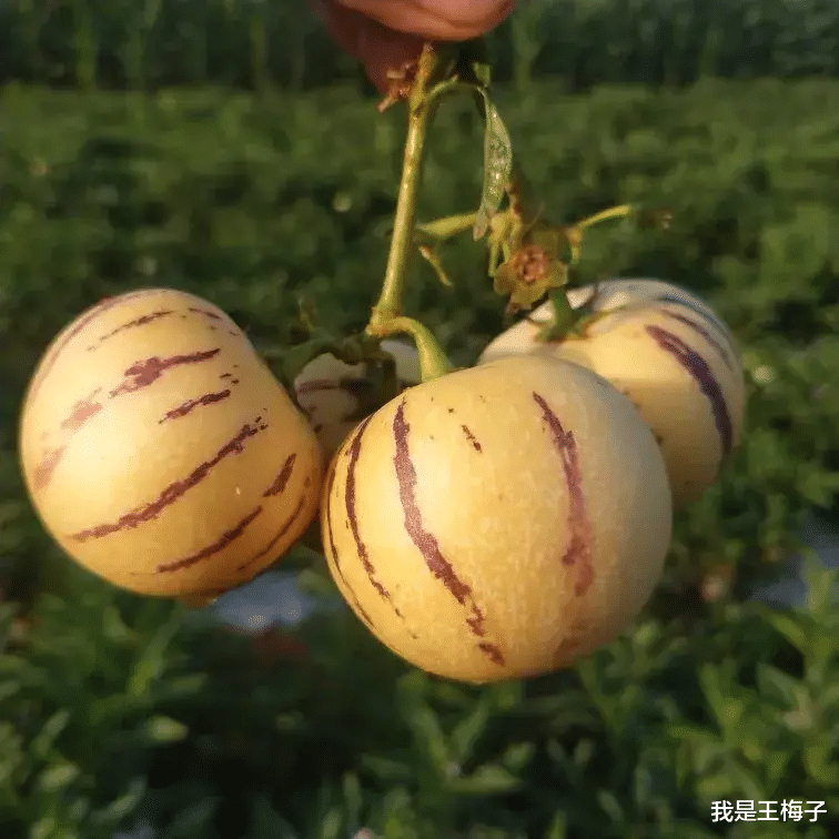 黄皮|人参果，买的时候选黄皮的还是白皮的，差别不是一点点，以后别再乱买了