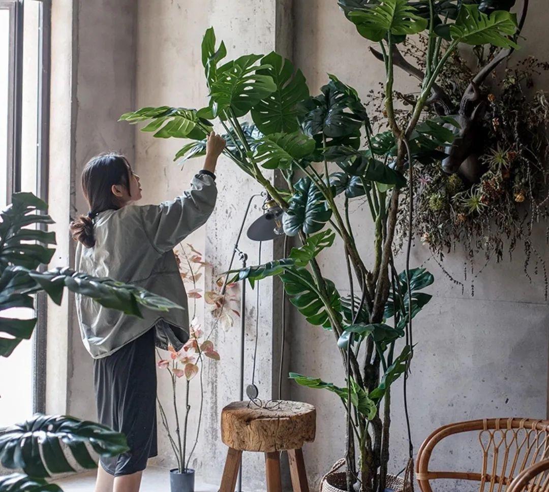 种上阳台|装饰家居摄人心魄的8款大型室内观叶植物，一摆立现“宜家风”！
