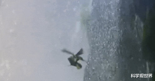 科学家 连飞数月不落地，吃喝拉撒甚至交配都在空中，雨燕是怎么做到的？