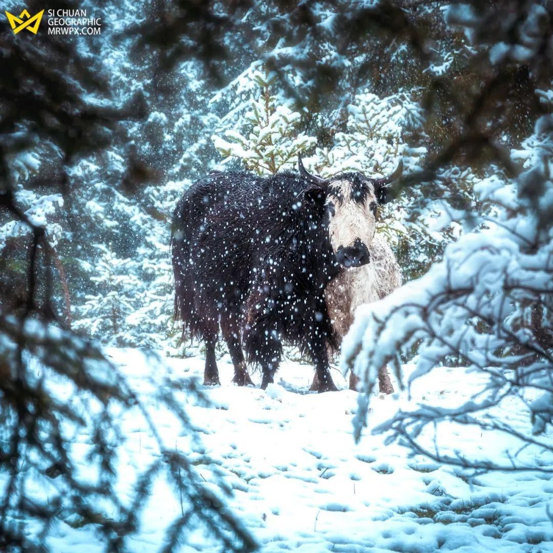 川西雪景拍摄技巧分享