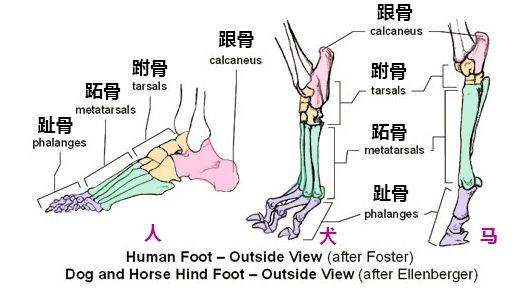 杂交水稻 人类从古代高等文明的堕落——死亡之盘