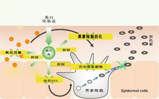 豆腐 从科学的角度看美白化妆品