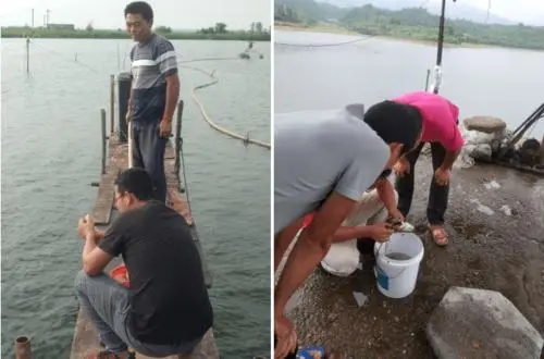 池塘|如何解决草鱼肝胆综合症？侠肝义胆是关键