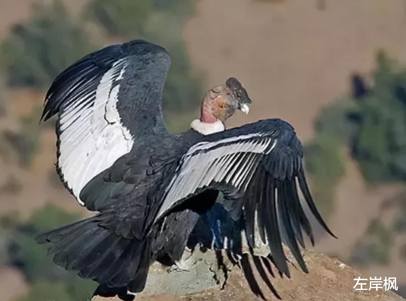  172公里！连续飞行5小时不扇一次翅膀，安第斯神鹰是怎样做到的？