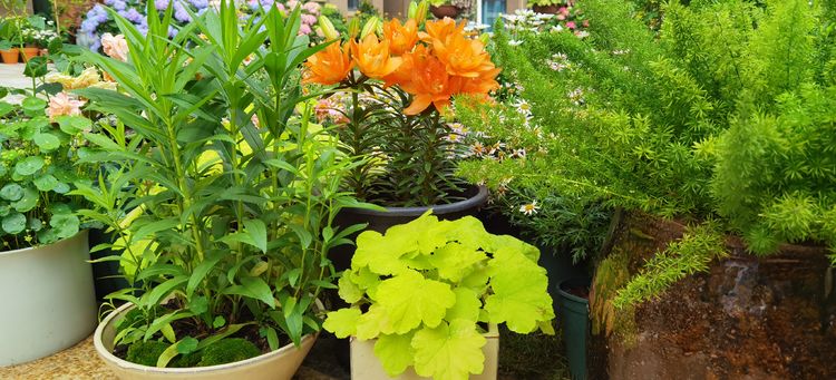 为这300㎡露台花园，毫不犹豫买了这房子，在城市屋顶过上田园生活