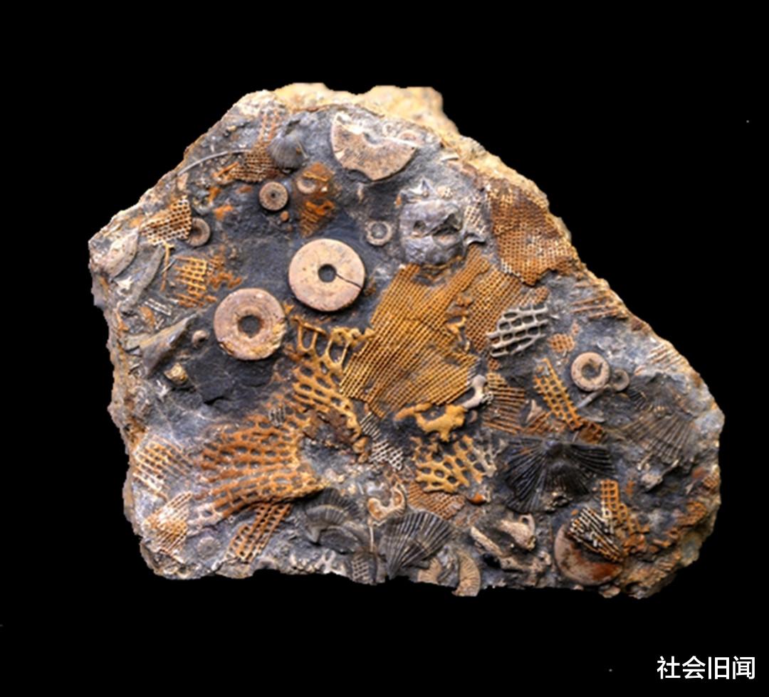 蟾蜍 化石疑似挖出上古螺丝，距今已有3亿多年，会是外星人存在的铁证吗？