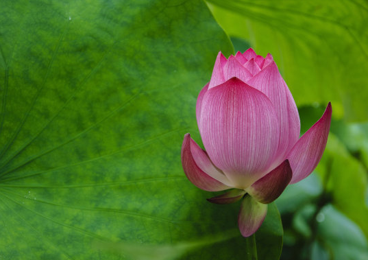 星临天下 10月下旬,4属相吉星伴身,事业进步,机遇不断,生活一顺百顺