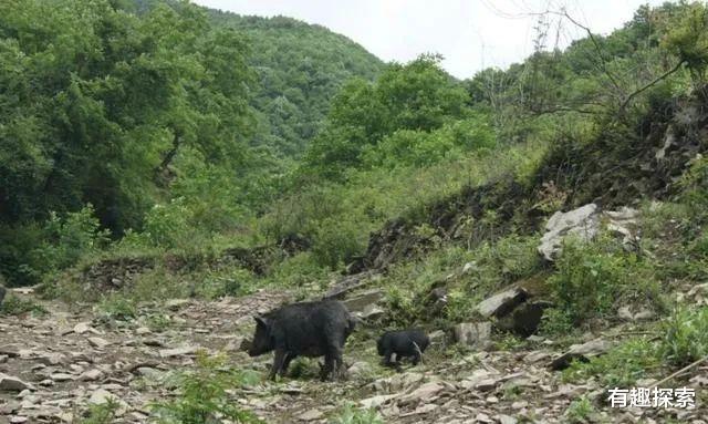 野猪 人猪矛盾激化！陕西野猪20万头，“杀猪令”杀死的野猪肉能吃吗？