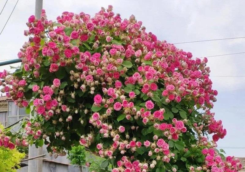 向阳园艺|蔷薇月季“胭脂扣”,适合种在庭院里,生长速度很快,花量还很大