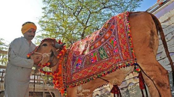 西游东进|印度男子抛妻弃子，用17万与母牛结婚，婚后生活幸福美满？