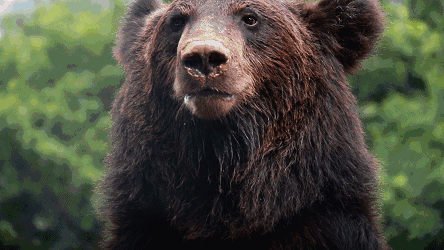 |国外网友钓鱼时,和熊偶遇,为什么熊没有攻击这些钓友呢?