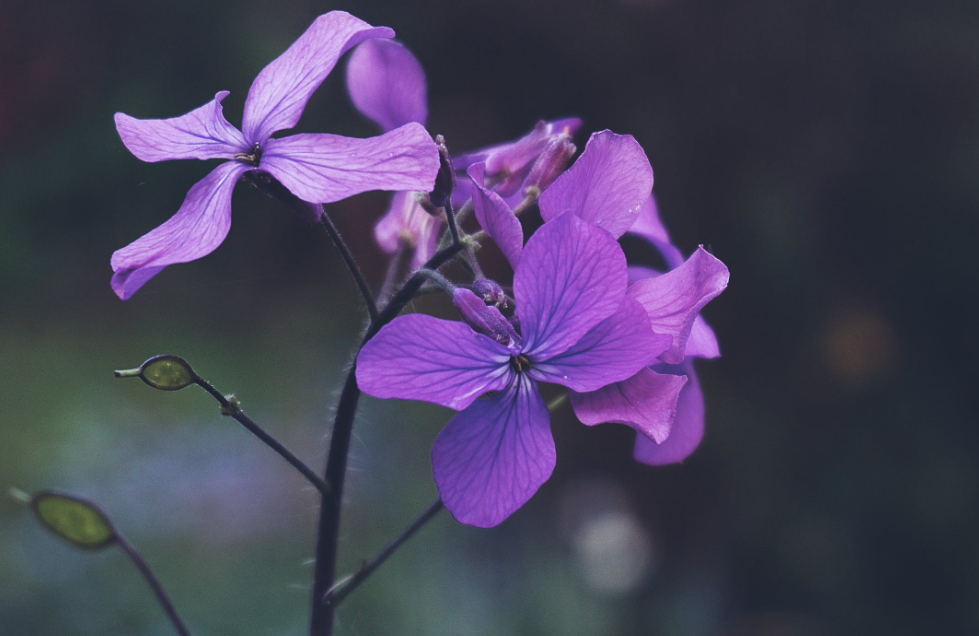 生肖夜梦|7月,遥遥相望,刻骨铭心,3生肖之死靡它,用情至深,不负遇见