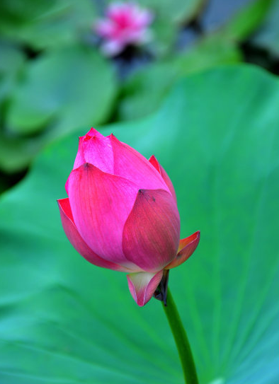 星临天下 到了10月底，喜鹊报喜，4属相贵人相助，事业步步高升，马到成功