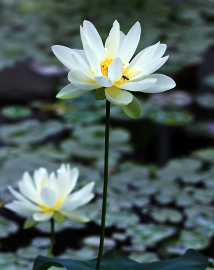 锦上添花|8月中旬起，鸿运当头，4属相桃花朵朵，事业顺利，生活锦上添花