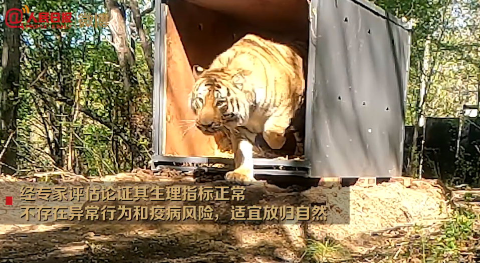重庆青年报 进村东北虎放归自然：身形健硕，试探着走出铁箱