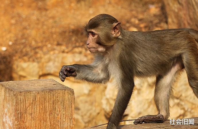 猩猩 巴拿马猴学会使用石器，它们将进化出智慧，可能成为地球第二文明？