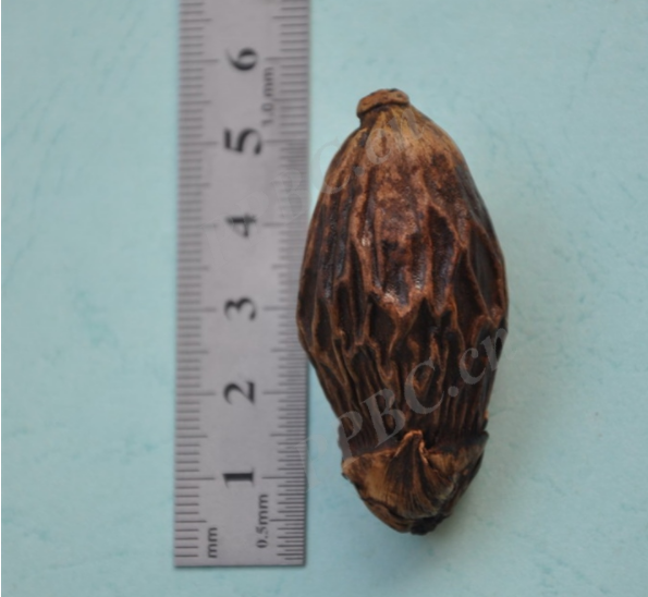 口腔癌|你吃槟榔的时候，槟榔也在吃你