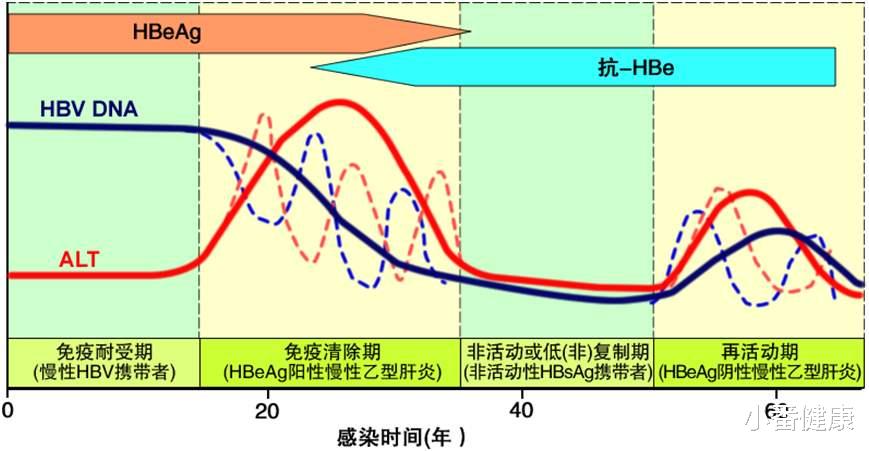 小番健康|在研乙肝新药ISA104，ISA合成长肽，2022年开始1期研究