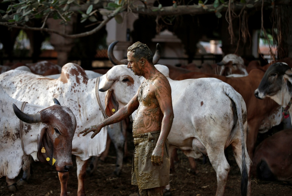 泼水节和泥巴大战都是小意思，印度的庆典节日，竟然是牛粪大战