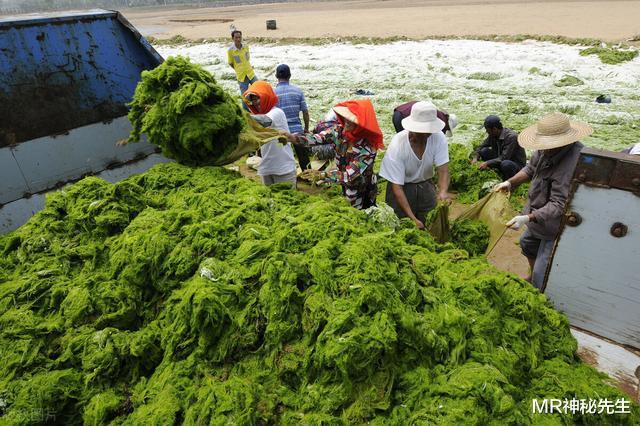 坏消息!NASA观察到我国黄海正在变绿,环境污染又严重了