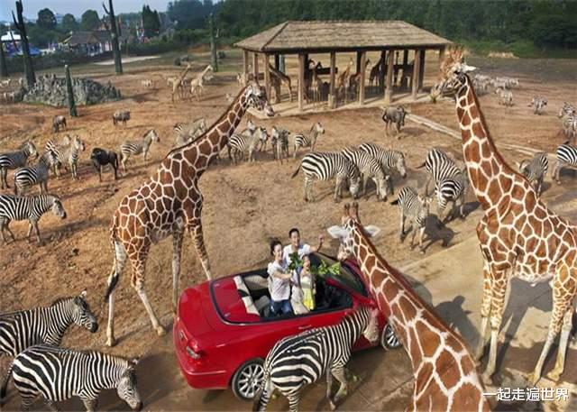一起走遍世界 杭州野生动物世界，是一个怎样的景区？