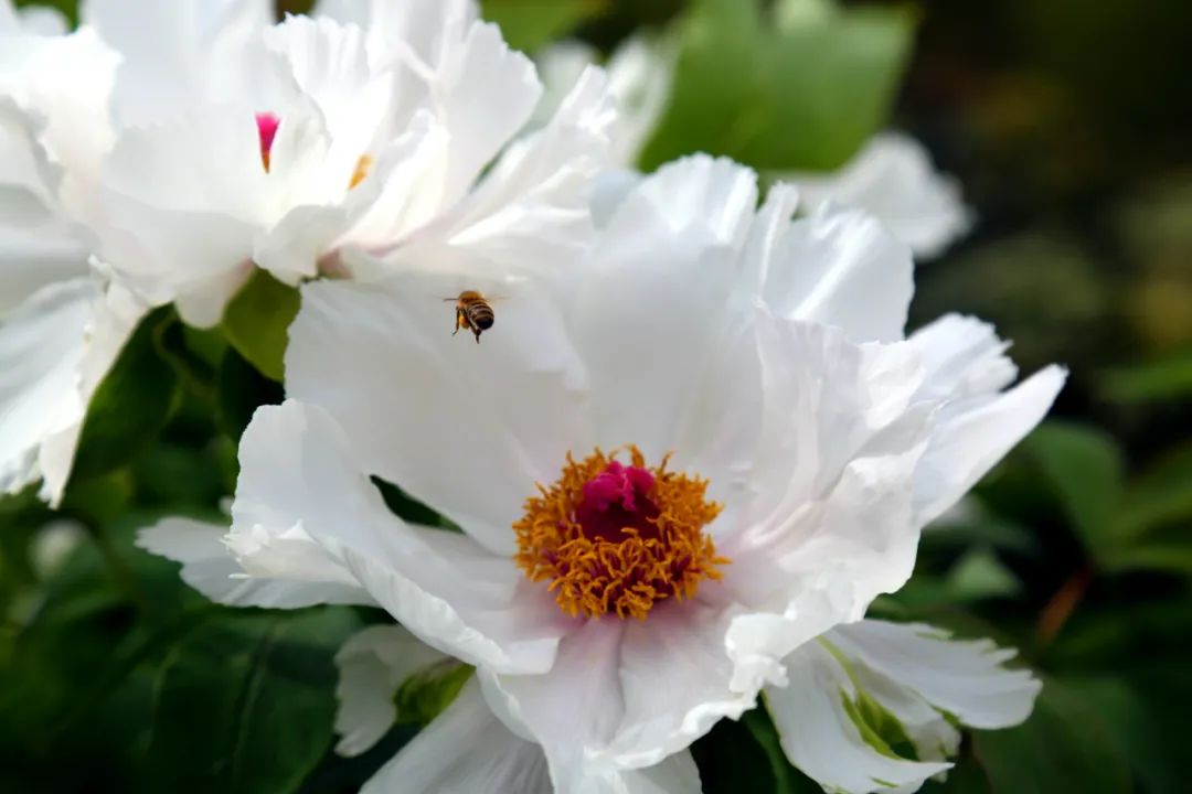 蚌埠广电 今年上万株牡丹提前开放，就在龙子湖公园！