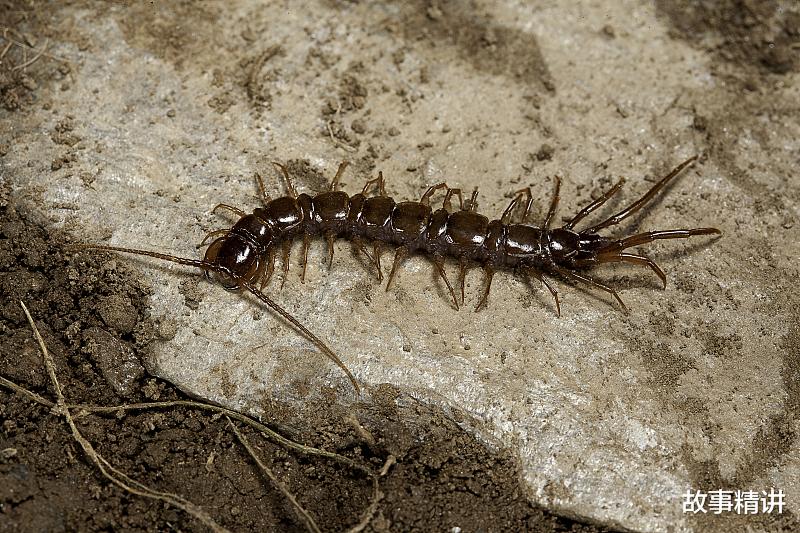 蜈蚣|蜈蚣享受生命中的自然